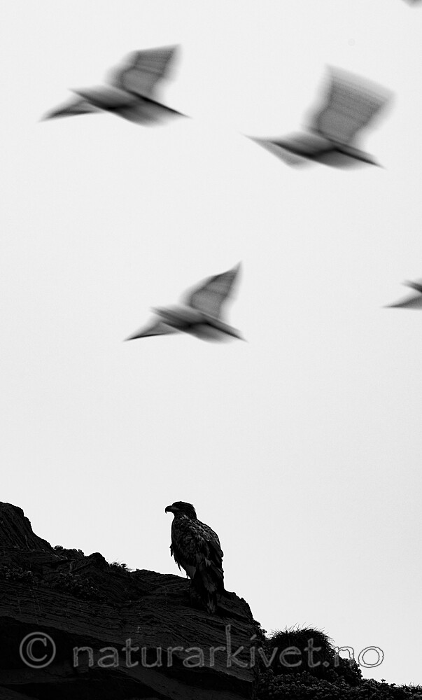 BB_20210624_1682 / Haliaeetus albicilla / Havørn