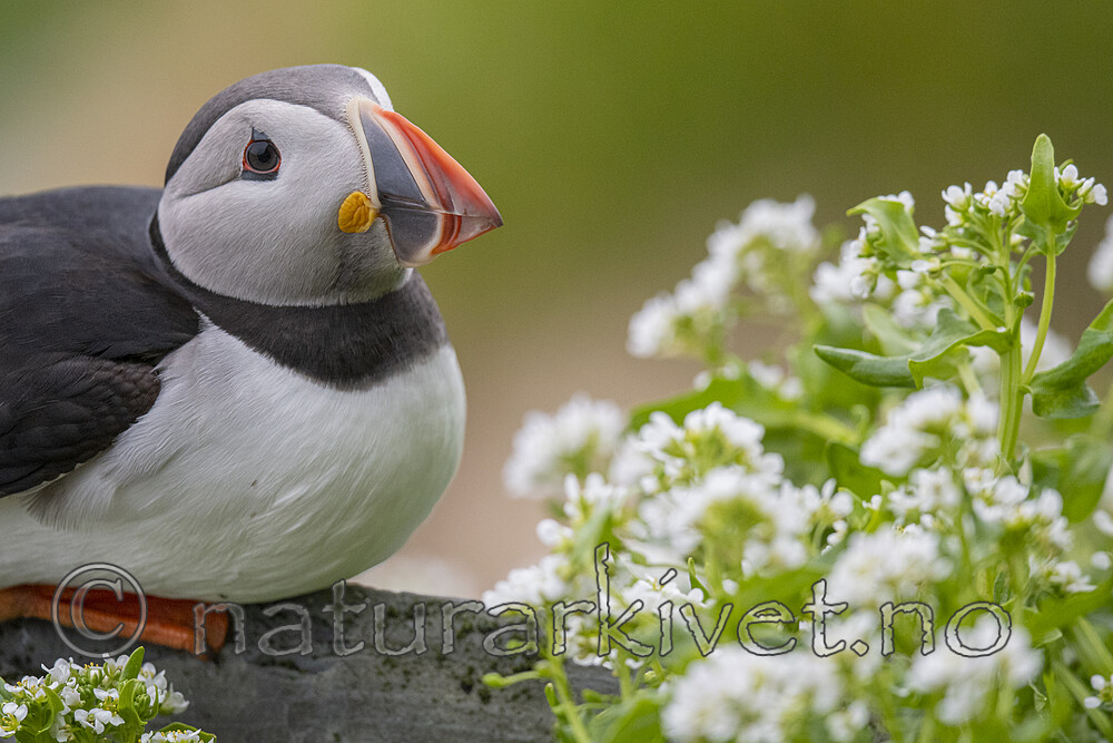 BB_20210624_2545 / Cochlearia officinalis / Skjørbuksurt <br /> Fratercula arctica / Lunde