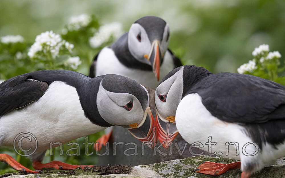 BB_20210625_0154 / Fratercula arctica / Lunde