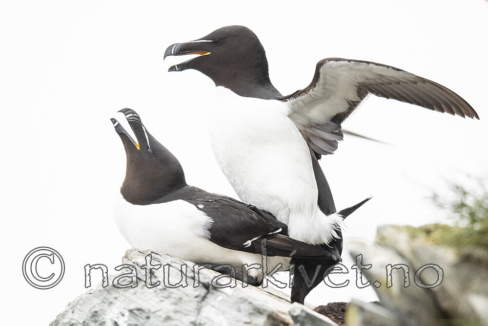 BB_20210625_0552 / Alca torda / Alke