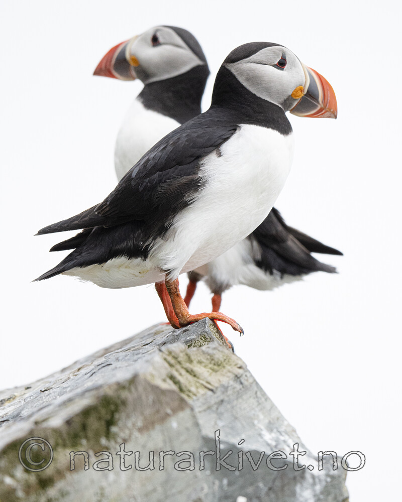 BB_20210625_0660 / Fratercula arctica / Lunde