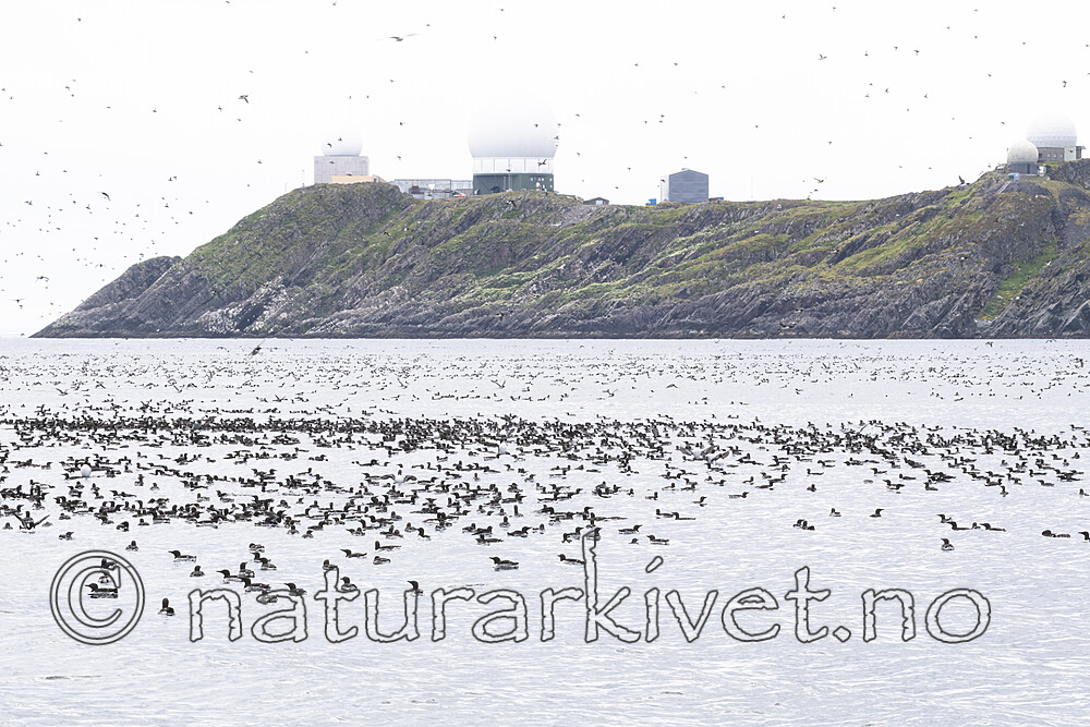 BB_20210626_0223 / Uria aalge / Lomvi