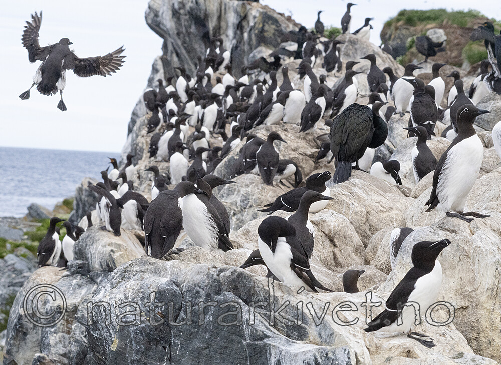 BB_20210626_0292 / Uria aalge / Lomvi