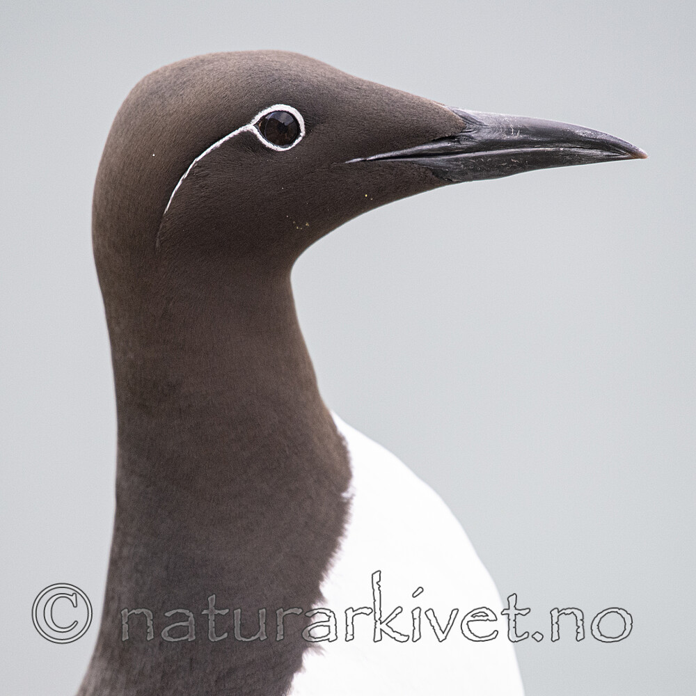 BB_20210626_0357 / Uria aalge / Lomvi