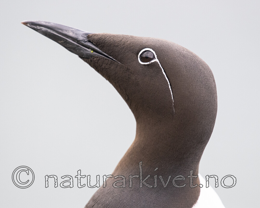 BB_20210626_0370 / Uria aalge / Lomvi