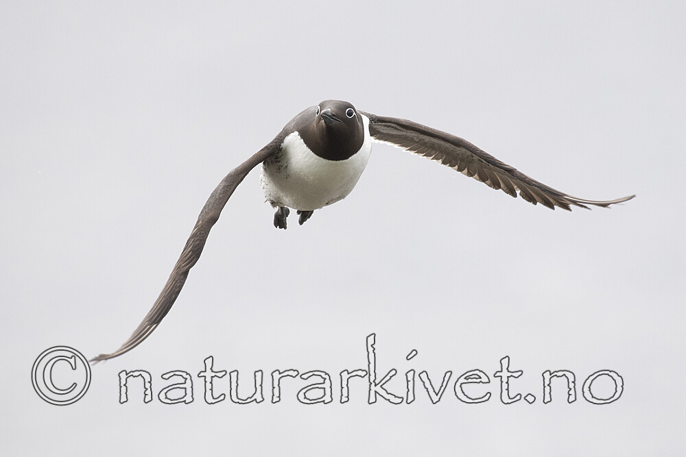 BB_20210626_0438 / Uria aalge / Lomvi