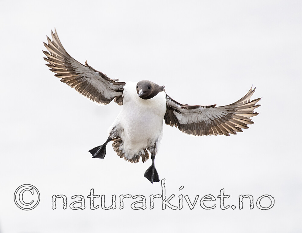 BB_20210626_0447 / Uria aalge / Lomvi