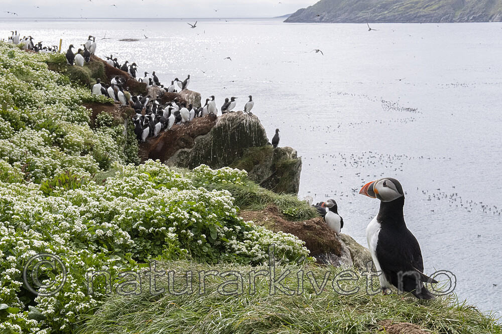 BB_20210626_0533 / Cochlearia officinalis / Skjørbuksurt <br /> Fratercula arctica / Lunde <br /> Uria aalge / Lomvi