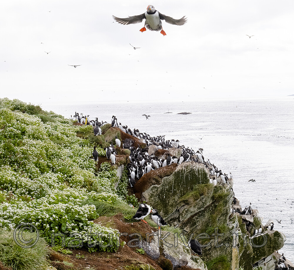 BB_20210626_0569 / Cochlearia officinalis / Skjørbuksurt <br /> Fratercula arctica / Lunde <br /> Uria aalge / Lomvi