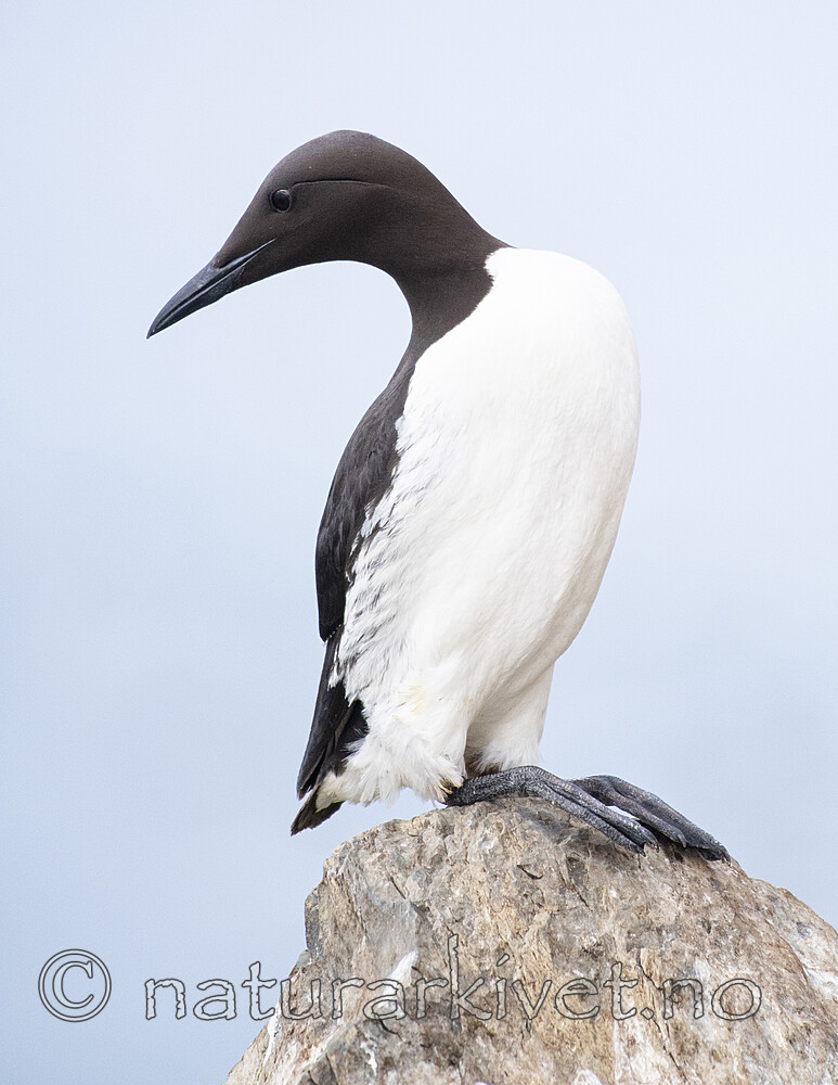 BB_20210626_0660 / Uria aalge / Lomvi