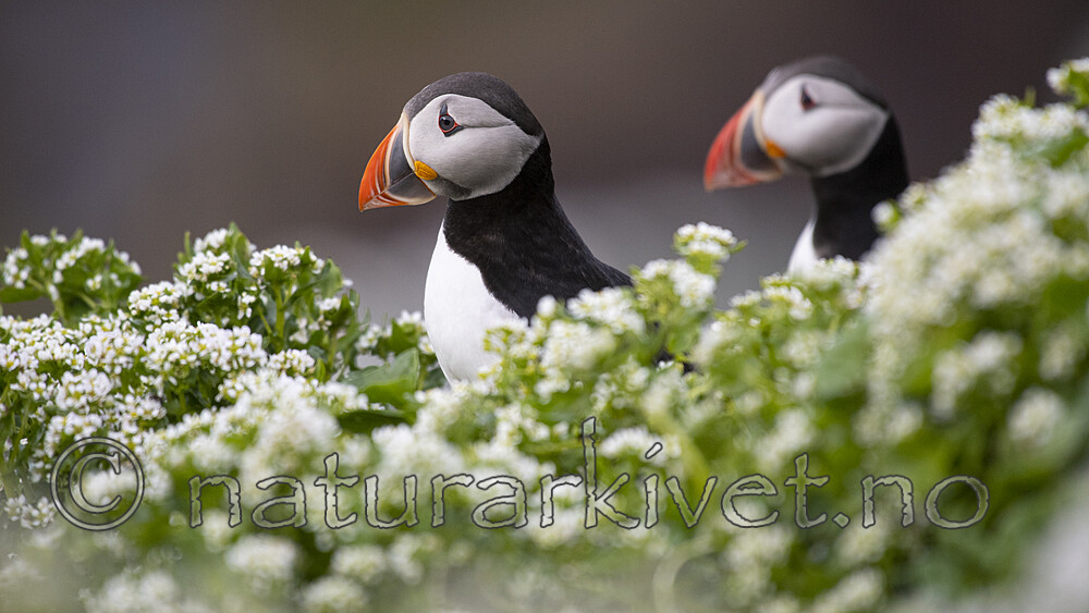 BB_20210626_0995 / Cochlearia officinalis / Skjørbuksurt <br /> Fratercula arctica / Lunde