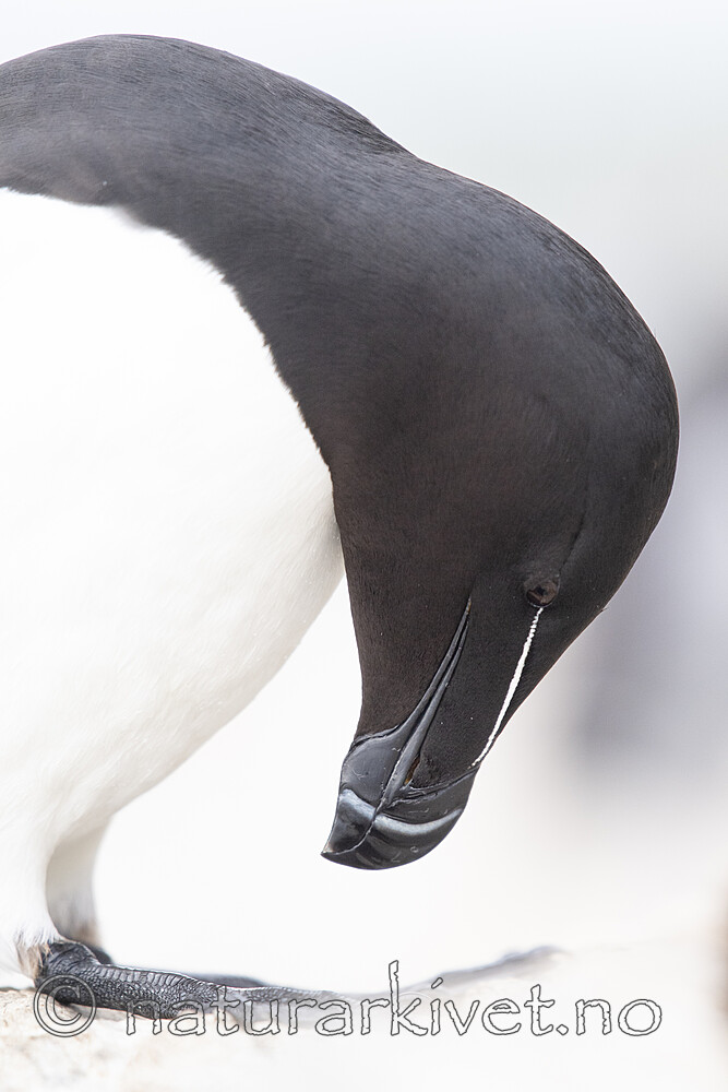 BB_20210626_1155 / Alca torda / Alke