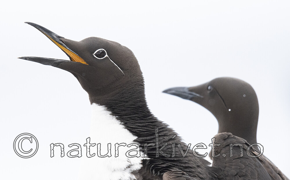 BB_20210626_1282 / Uria aalge / Lomvi