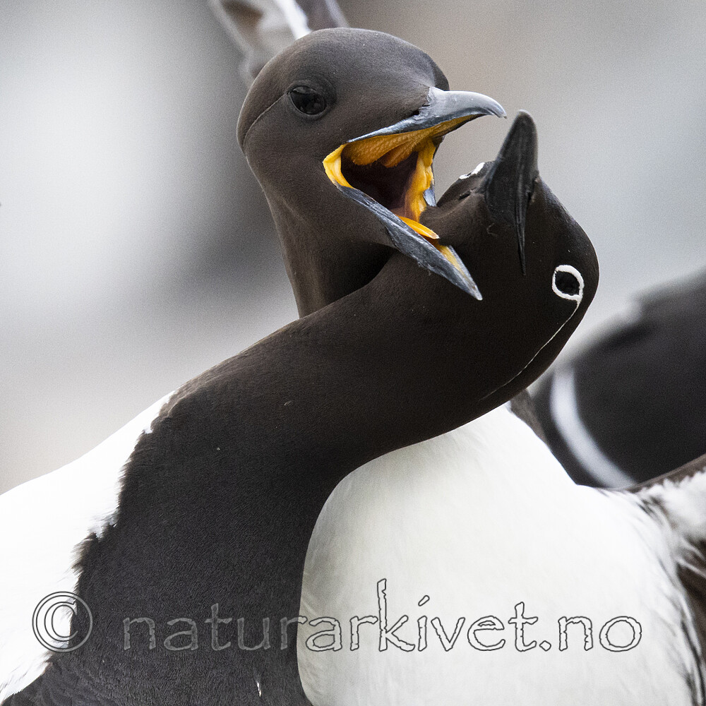 BB_20210626_1342 / Uria aalge / Lomvi