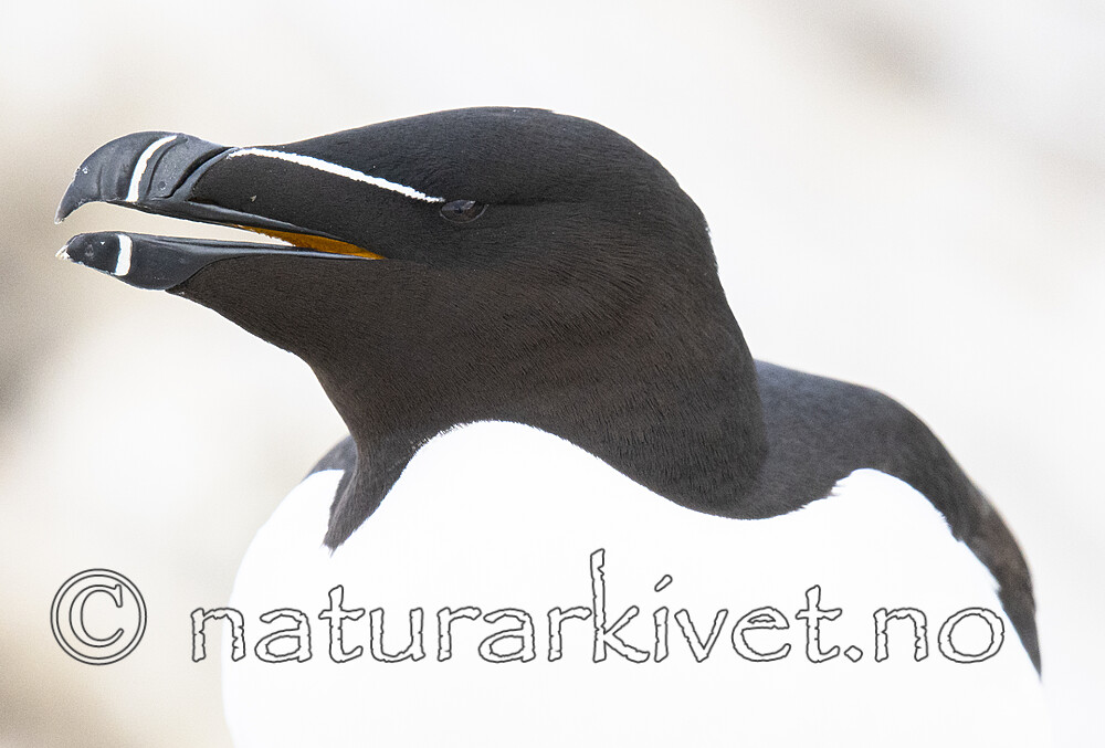 BB_20210626_1463 / Alca torda / Alke