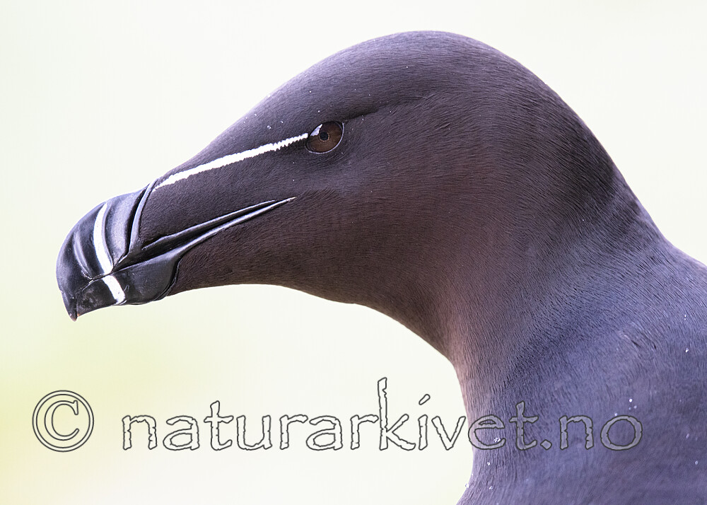 BB_20210626_1590 / Alca torda / Alke