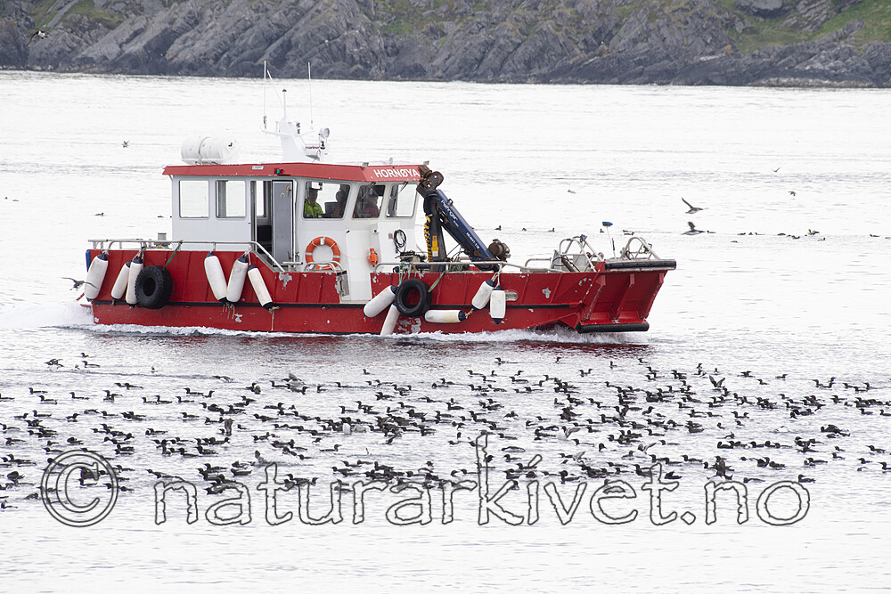 BB_20210626_1604 / Uria aalge / Lomvi