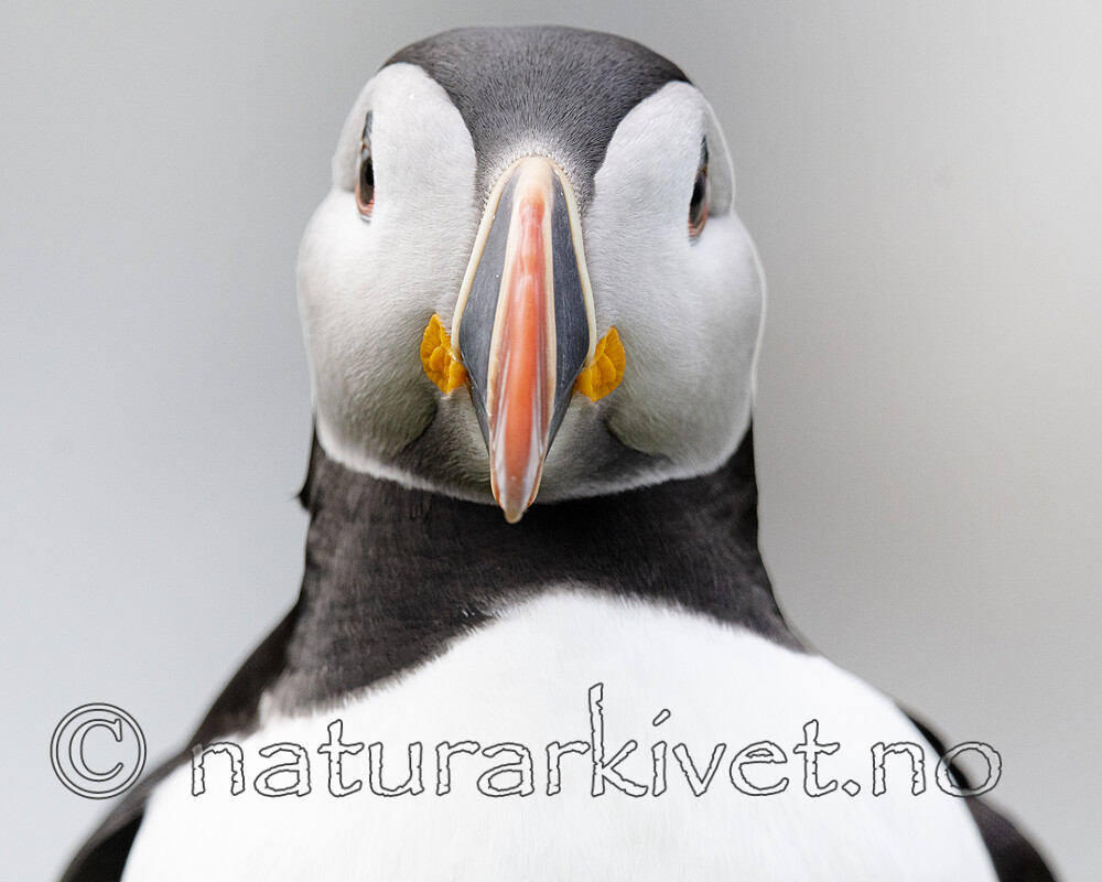 BB_20210626_1670 / Fratercula arctica / Lunde