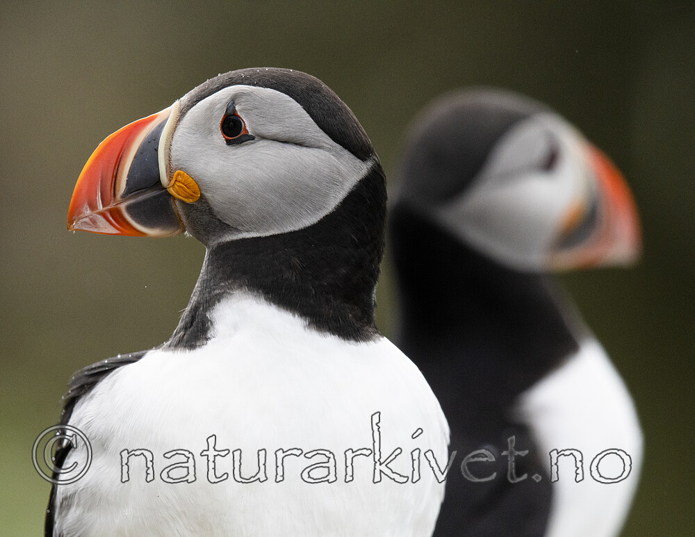 BB_20210626_1698 / Fratercula arctica / Lunde