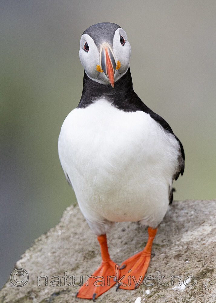 BB_20210626_1905 / Fratercula arctica / Lunde