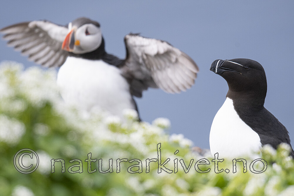 BB_20210626_1954 / Alca torda / Alke <br /> Fratercula arctica / Lunde