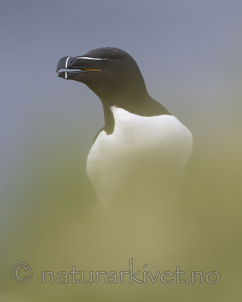 BB_20210626_2070 / Alca torda / Alke <br /> Fratercula arctica / Lunde