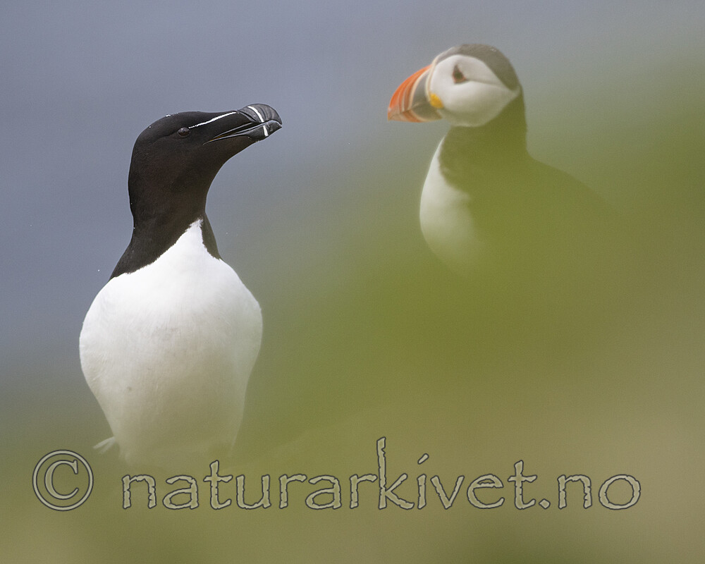 BB_20210626_2113 / Alca torda / Alke <br /> Fratercula arctica / Lunde