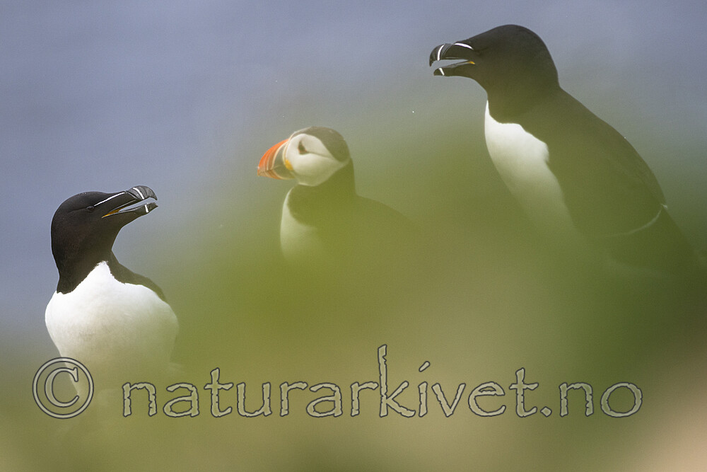 BB_20210626_2122 / Alca torda / Alke <br /> Fratercula arctica / Lunde