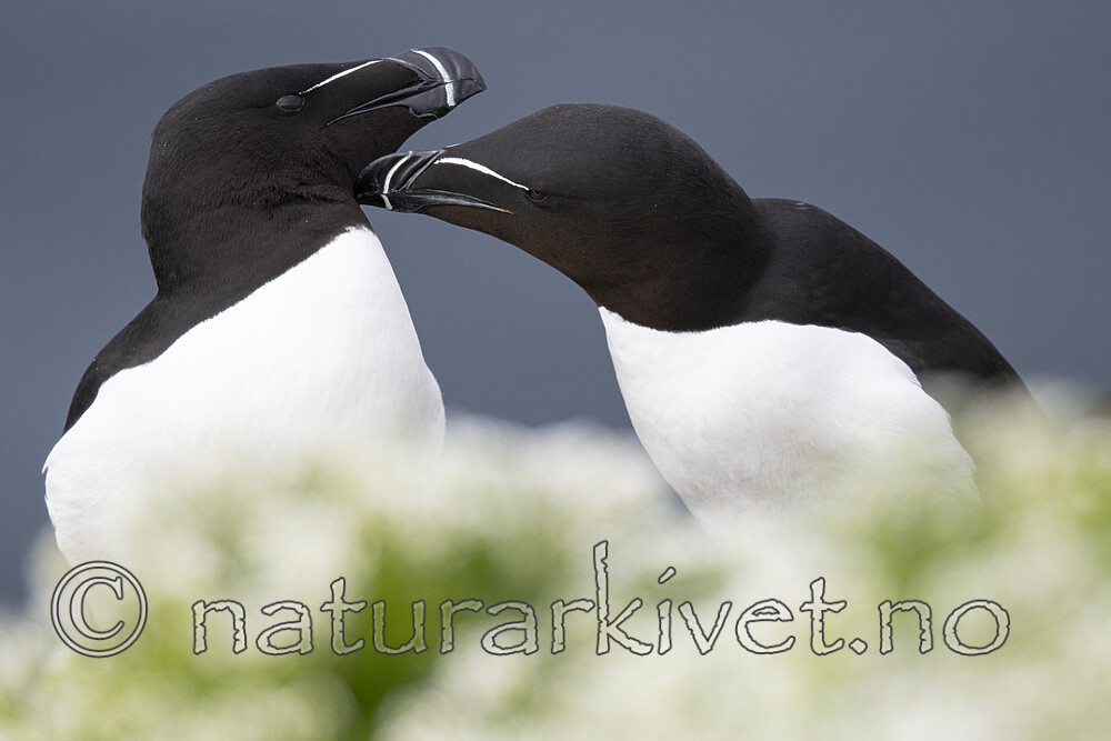 BB_20210626_2390 / Alca torda / Alke