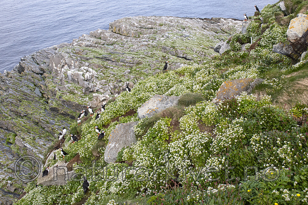 BB_20210626_2538 / Cochlearia officinalis / Skjørbuksurt <br /> Fratercula arctica / Lunde