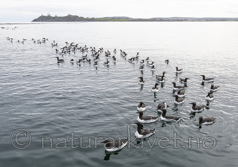 BB_20210626_2637 / Uria aalge / Lomvi