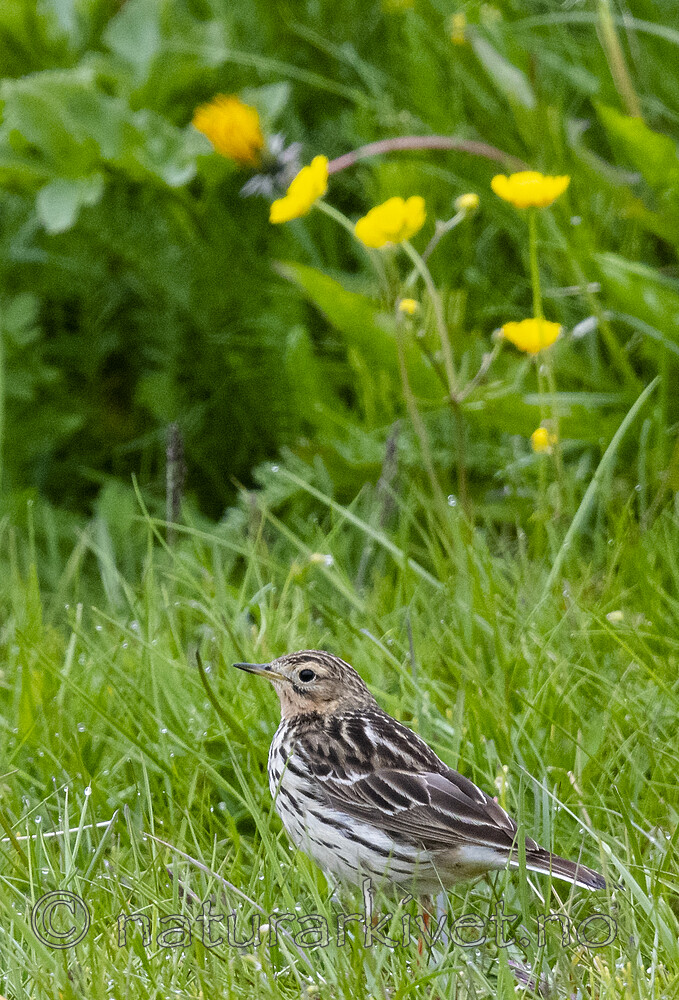 BB_20210627_0203 / Anthus cervinus / Lappiplerke