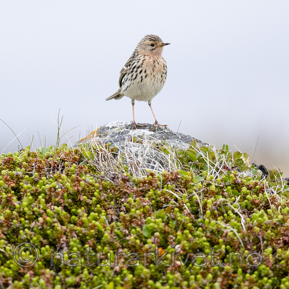 BB_20210627_0395 / Anthus cervinus / Lappiplerke