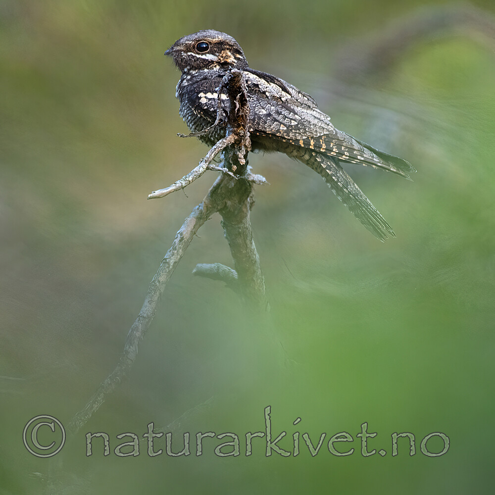 BB_20210712_0069-SharpenAI-Focus / Caprimulgus europaeus / Nattravn