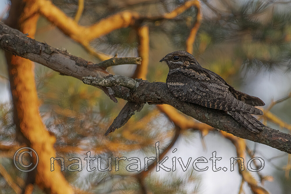 BB_20210712_0090-SharpenAI-Focus / Caprimulgus europaeus / Nattravn