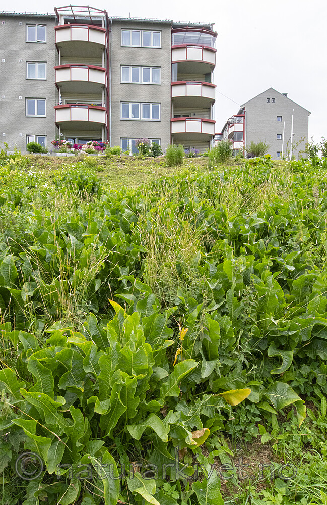 BB_20210714_0111 / Armoracia rusticana / Pepperrot