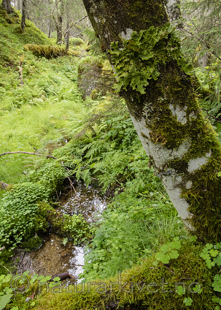 BB_20210724_0062 / Lobaria pulmonaria / Lungenever