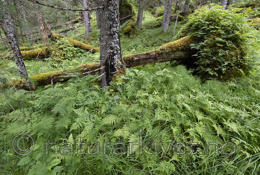 BB_20210724_0093 / Phegopteris connectilis / Hengeving