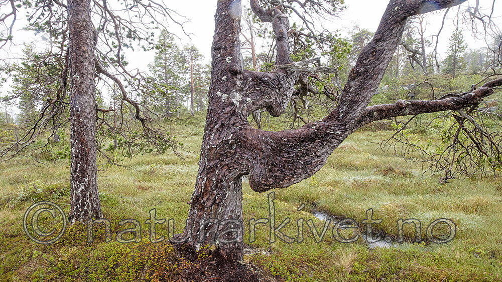 BB_20210731_0070 / Pinus sylvestris / Furu