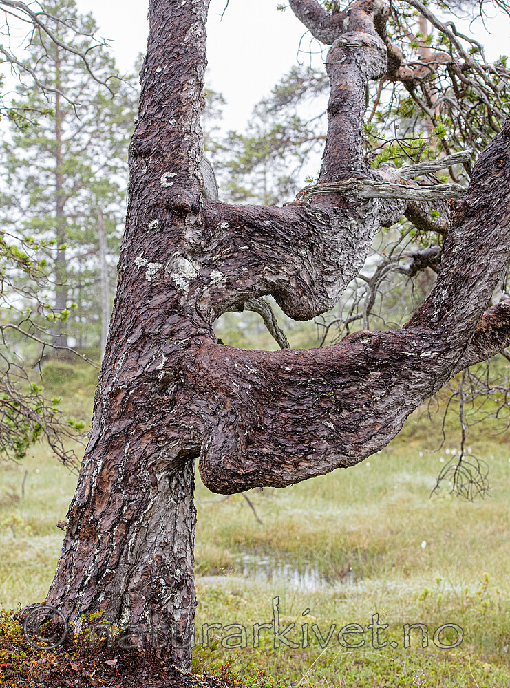 BB_20210731_0078 / Pinus sylvestris / Furu