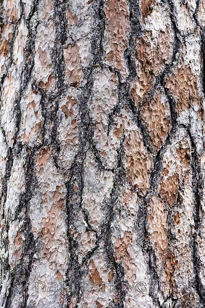 BB_20210731_0335 / Pinus sylvestris / Furu