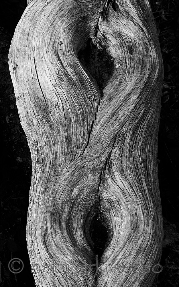 BB_20210802_0053 / Pinus sylvestris / Furu