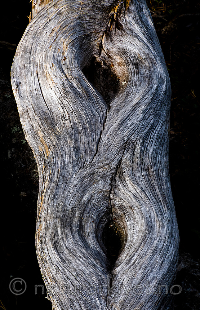 BB_20210802_0056 / Pinus sylvestris / Furu