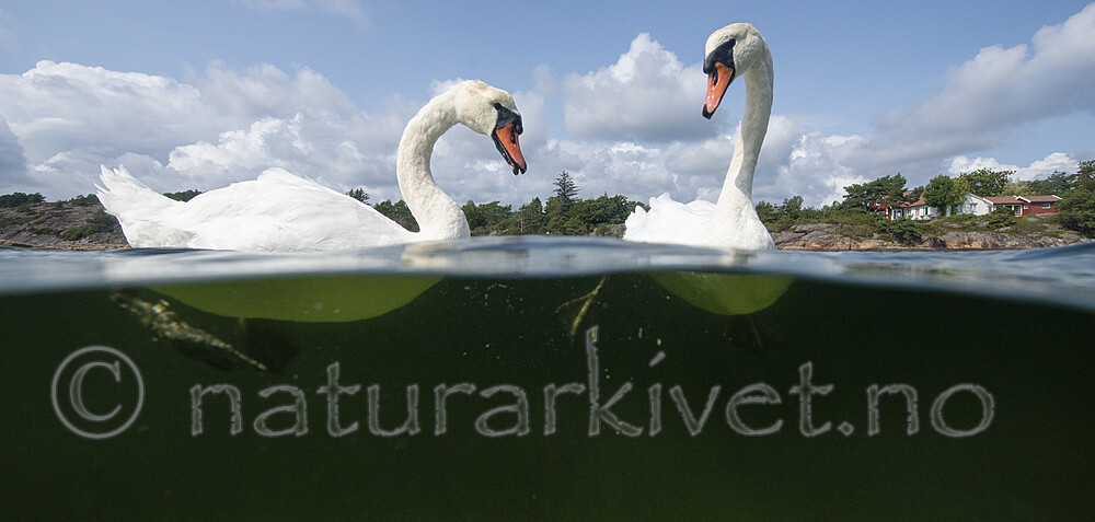 BB_20210810_0317 / Cygnus olor / Knoppsvane