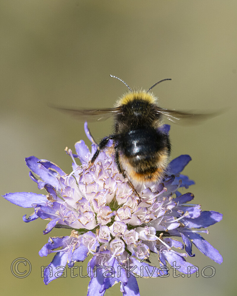 BB_20210829_0223 / Bombus quadricolor / Lundgjøkhumle <br /> Knautia arvensis / Rødknapp