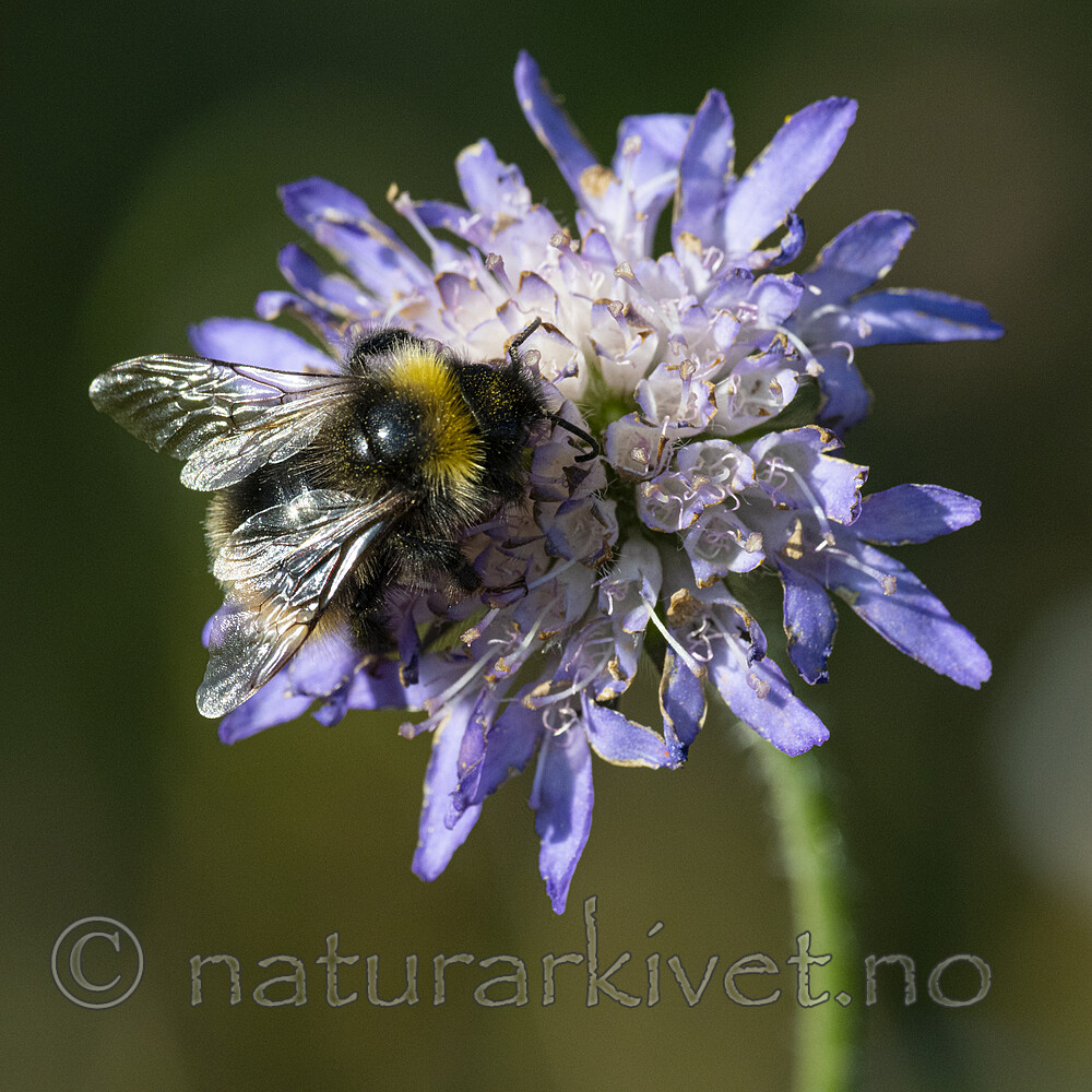 BB_20210829_0231 / Bombus quadricolor / Lundgjøkhumle <br /> Knautia arvensis / Rødknapp