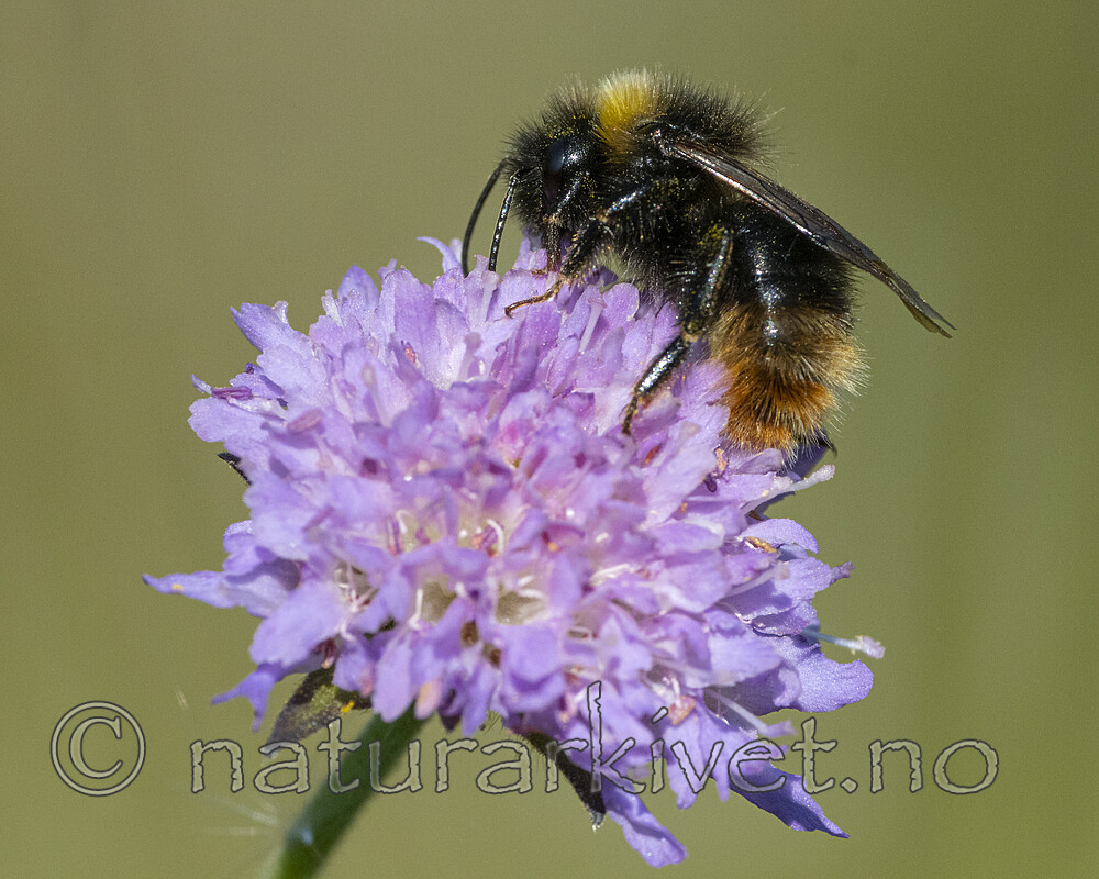 BB_20210829_0242 / Bombus quadricolor / Lundgjøkhumle <br /> Knautia arvensis / Rødknapp