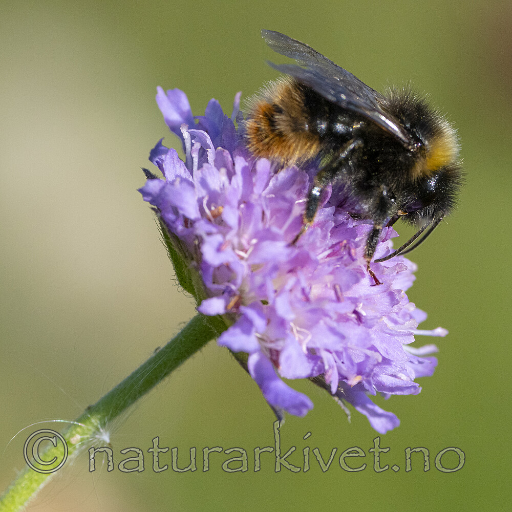 BB_20210829_0287 / Bombus quadricolor / Lundgjøkhumle <br /> Knautia arvensis / Rødknapp