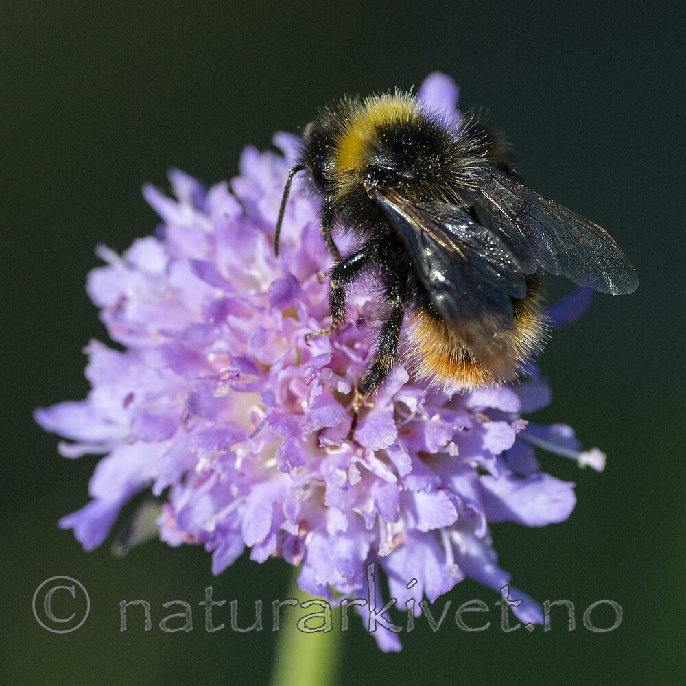 BB_20210829_0325 / Bombus quadricolor / Lundgjøkhumle <br /> Knautia arvensis / Rødknapp