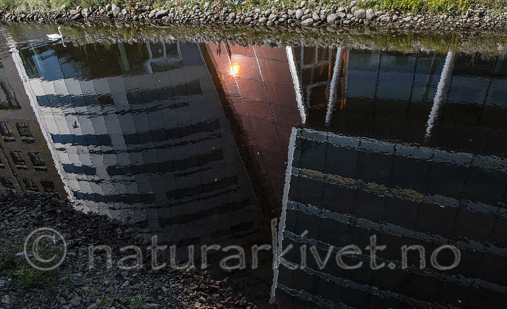 BB_20210909_0024 / Cygnus olor / Knoppsvane